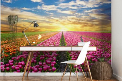 Fototapeta Magiczny krajobraz ze wschodem słońca nad polem tulipanów