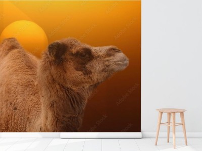 Fototapeta Wielbłąd z wschodzącym słońcem w tle