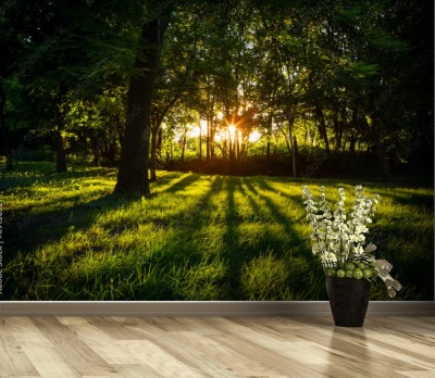 Fototapeta Światło słoneczne i zielony las w okresie letnim