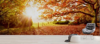 Fototapeta Jesienny krajobraz z lasem i łąką w jaskrawym świetle słonecznym