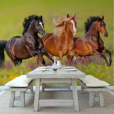 Fototapeta Konie biegną galopem na łące kwiatów