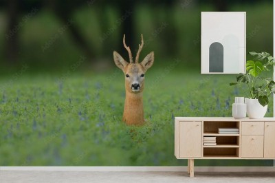 Fototapeta Kozioł - samiec sarny