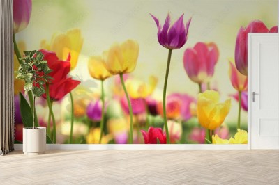 swieze-tulipany-w-cieplym-swietle-slonecznym