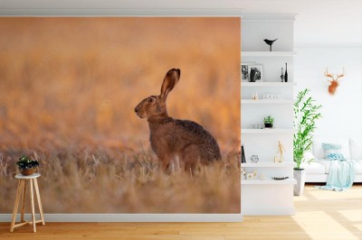 Fototapeta Zając wiejski