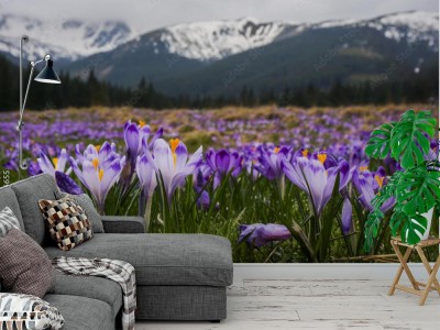 Fototapeta Krokusy, Dolina Chochołowska