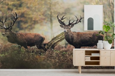 Fototapeta Dwa jelenie w lesie