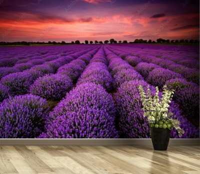 Fototapeta Oszałamiający krajobraz z lawendowym polem o zachodzie słońca
