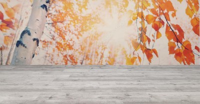 Fototapeta Panoramiczne ujęcie fragmentu brzozy z czerwonymi liśćmi