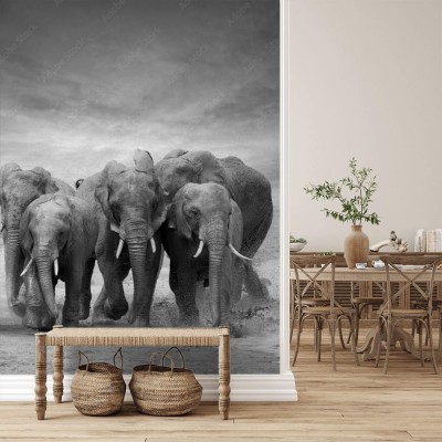 Fototapeta Słonie w galopie