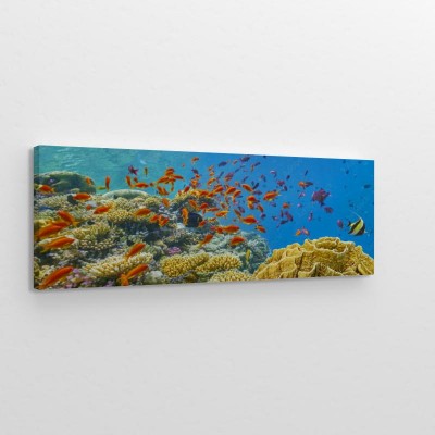 piekna-podmorska-panorama-wodnego-swiata