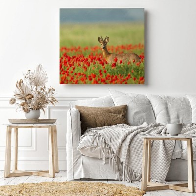 Obrazy do salonu Sarna w makowym polu