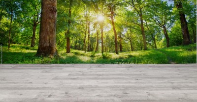 Fototapeta Stare liście dębu w świetle poranka