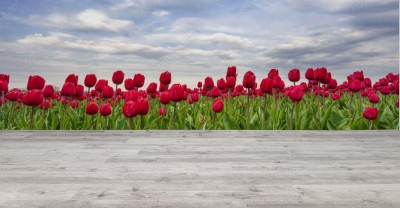 Fototapeta Tulipany w panoramie