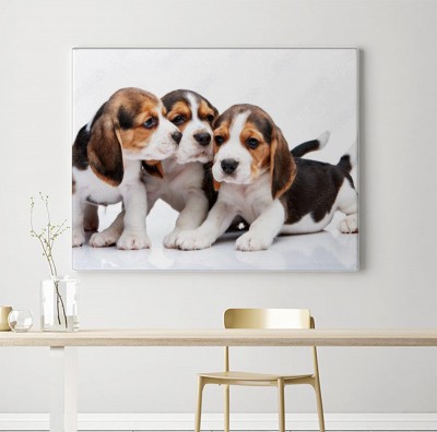 Obraz na płótnie Beagle - szczeniaki na białym tle