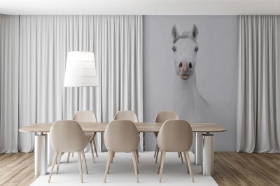 Fototapeta Siwy portret dystyngowanego konia