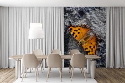 Fototapeta Żółty motyl na czarno-białym tle