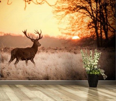 Fototapeta Jeleń na tle zachodzącego słonca