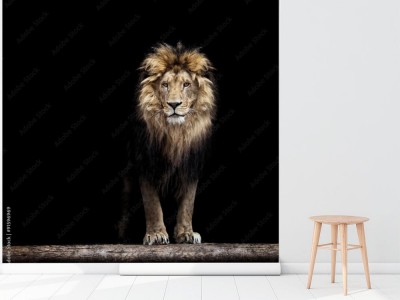 Fototapeta Portret - piękny lew