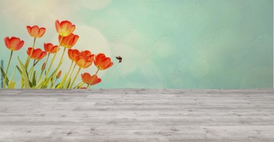 Fototapeta Czerwone tulipany i trzmiel