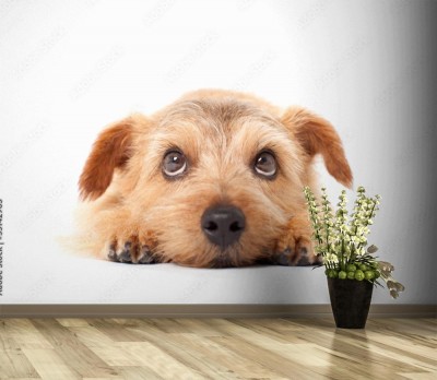 Fototapeta Słodki wzrok teriera