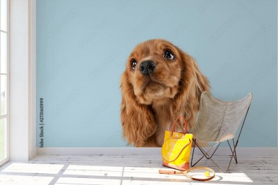 Fototapeta Szczeniak rasy cocker spaniel ze słodkim spojrzeniem