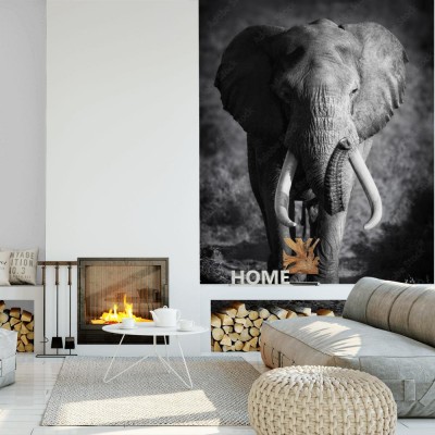 Fototapeta Słoń z podniesioną trąbą