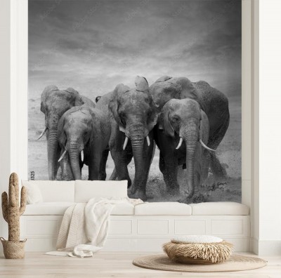 slonie-w-galopie