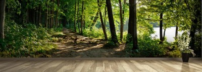 Fototapeta Szlak w lesie