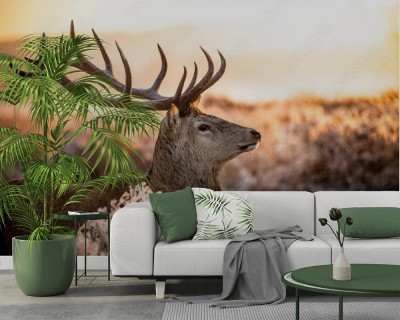 Fototapeta Dorodny byk Jelenia