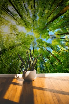 Fototapeta Panorama sferyczna w lesie, wspaniały widok na wierzchołki drzew