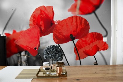 Fototapeta Żabia perspektywa czerwonych maków na czarno-białym tle