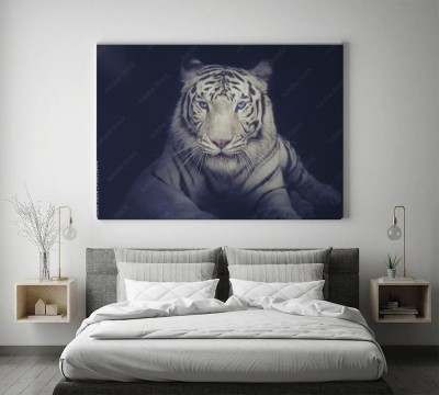 Obraz na płótnie Błękitne oczy białego tygrysa