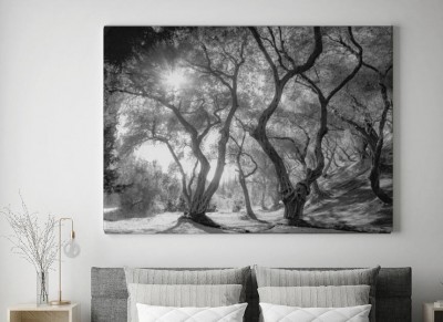 Obraz na płótnie Gaj oliwny w obiektywie artysty