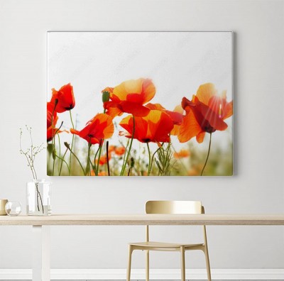 Obrazy do salonu Maki na przezroczystym niebie