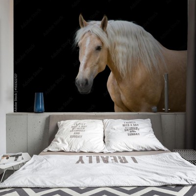 Fototapeta Koń palomino z długą blond grzywą