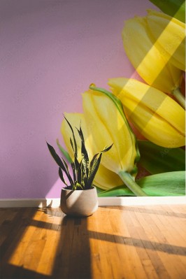 Fototapeta Żółte tulipany na różowym tle