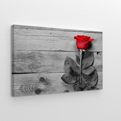 Obraz na płótnie Czerwona róża na bezbarwnym, szarym tle