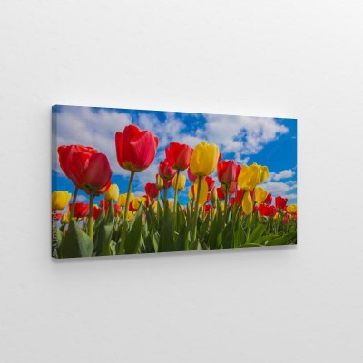 tulipany-wiosenne-kwiaty-na-lace