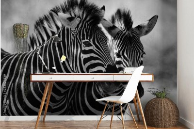 Fototapeta bliska zebry