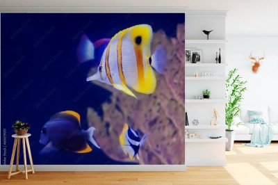 Fototapeta Copperband Butterfly Fish