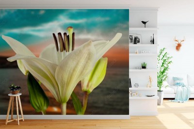 Fototapeta Kwiat lilii o zmiarzchu