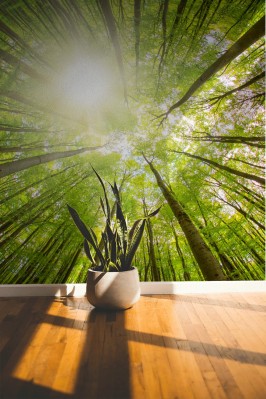 Fototapeta Zielony las z żabiej perspektywy