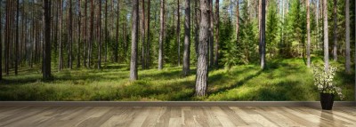 Fototapeta Letnia panorama lasu