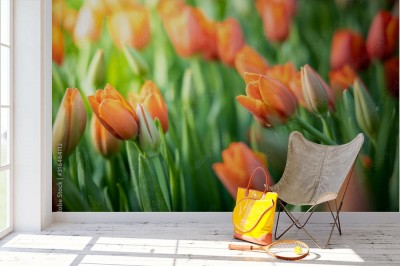 Fototapeta Piękne bukiety tulipanów