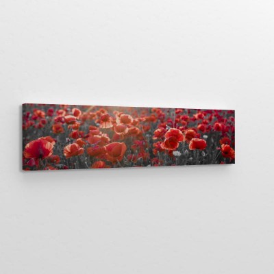 panorama-z-czerwonymi-makami-selektywny-kolor