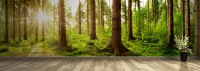 Fototapeta Panorama lasu w świetle wschodzącego słońca