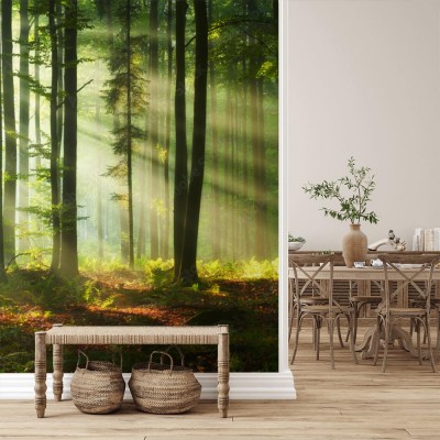 Fototapeta Piękny świt w lesie