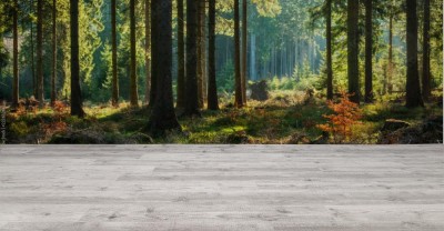 Fototapeta Panoramiczny słoneczny las jesienią