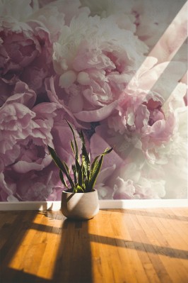 Fototapeta Różowe piwonie