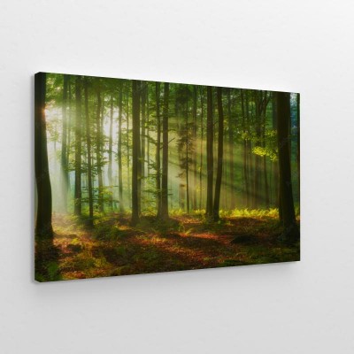 Obraz na płótnie Poranne promienie słońca w lesie